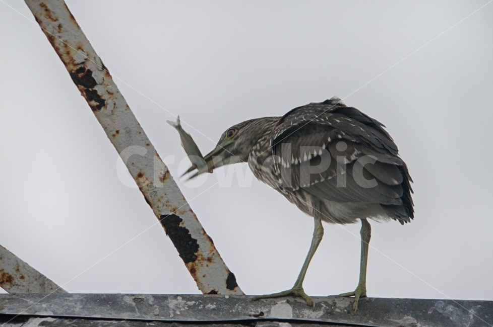 새,갈매기,먹이,사냥,약육강식,바다,nobody,조류,식사,동물,animal,조류,새,birds