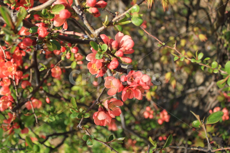 꽃,플라워,레드,자연,숲,나무,공원,감성,봄,계절,flower,red,nature,tree,paek,mood