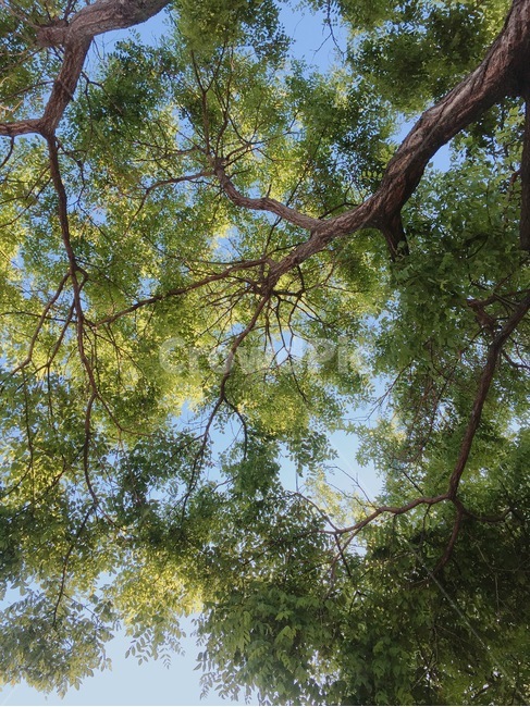 나무,tree,식물,plant,나뭇잎,leaf,자연,nature,풍경,오후,낮