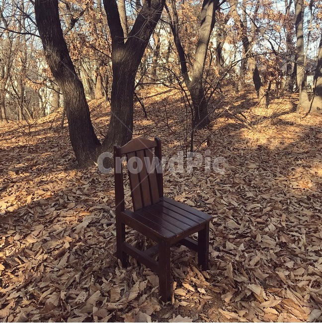 나무,낙엽,가을,의자,외로움