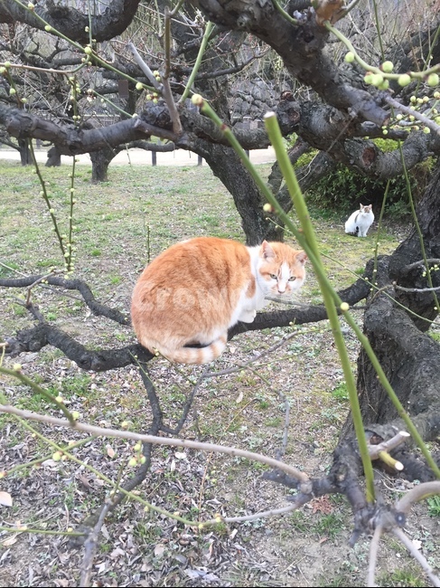 고양이,공원,풍경,동물,cat,park,animal,동물,animal,포유류,mammal,고양이,cat,kitten,kitty