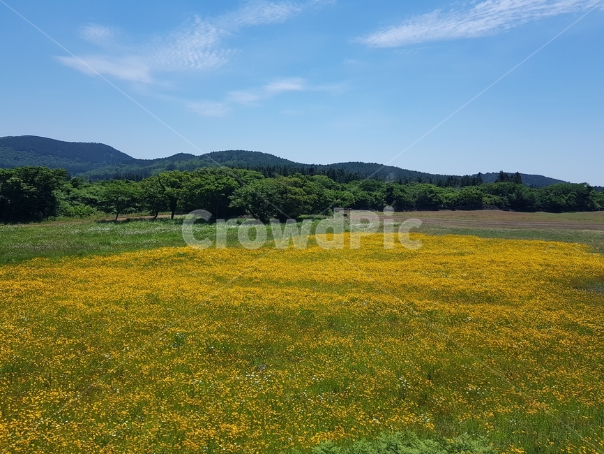 제주도,자연,풍경,하늘,들판,자연,풍경,nature,landscape,outdoors,옥외,grassland,목초지,field,들