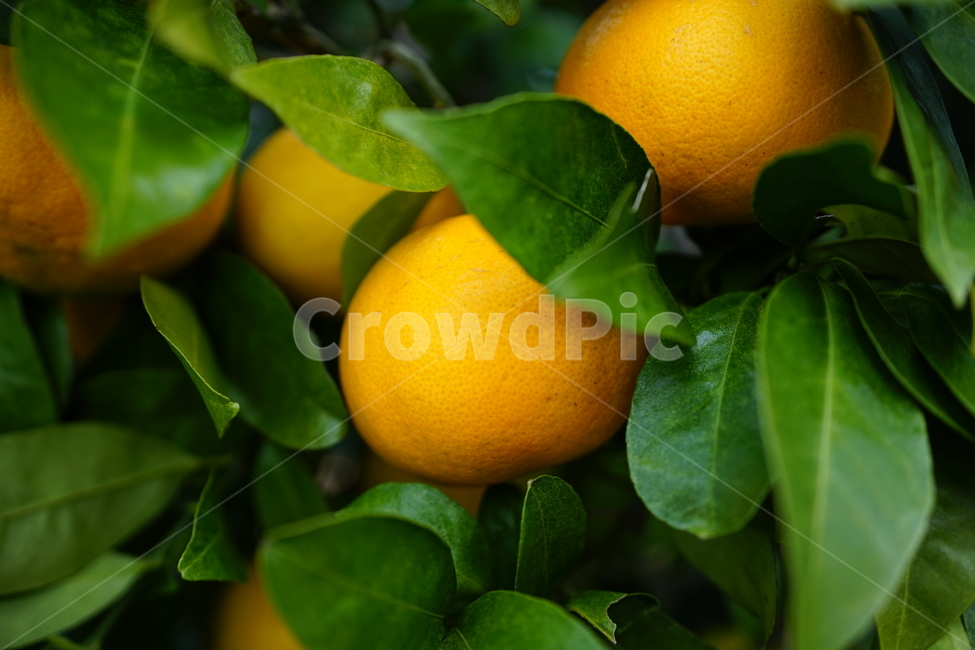 citrusfruit,음식,fruit,과일,감귤류과일,plant,그레이프프루트,grapefruit,과일,열매,fruit