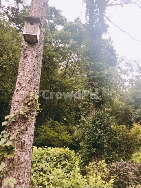제주도,한국,초록,자연,풍경,하늘,햇살,햇빛,나무,숲,산내음,산책,공기,색감,평안,평온,여유,고요,초목,사림지,식물