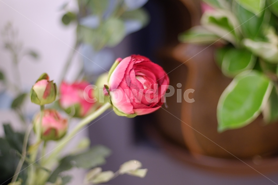 꽃,장미,분홍,인테이러,감성,카페,꽃집,식물,flower,rose,pink,plant,emotion,식물,자연,plants,nature,꽃,flower,감성,sensible,feeling