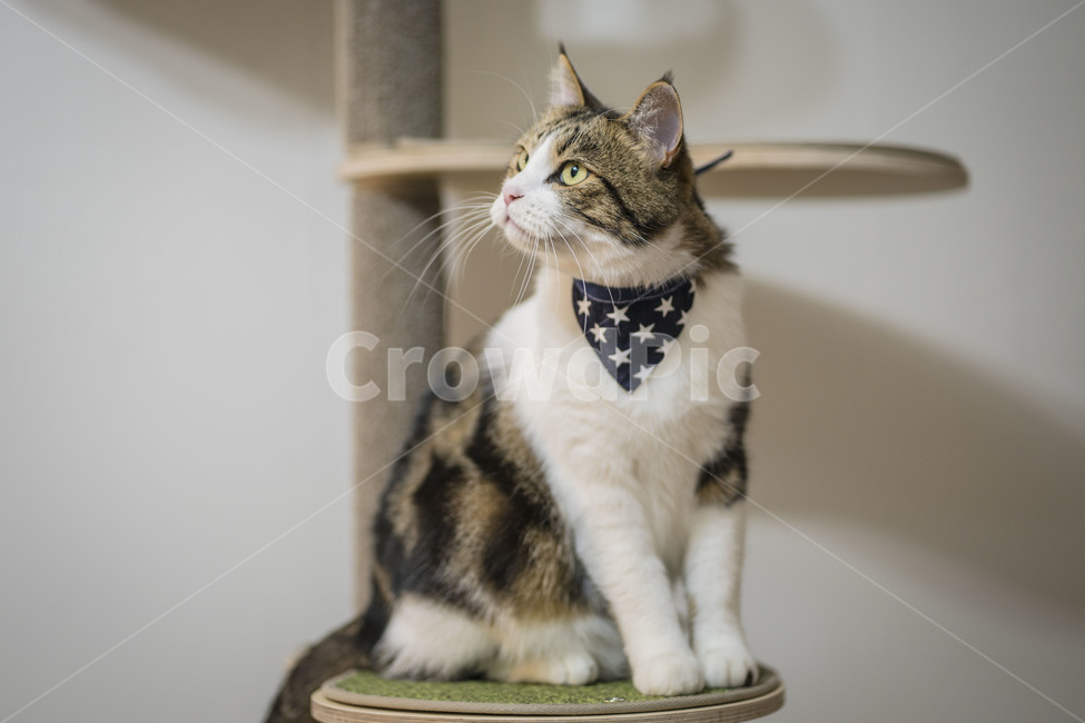 고양이,동물,브숏,브리티시숏헤어,집사,귀여움,반려동물,pet,펫,동물,animal,포유류,mammal,고양이,cat,kitten,kitty