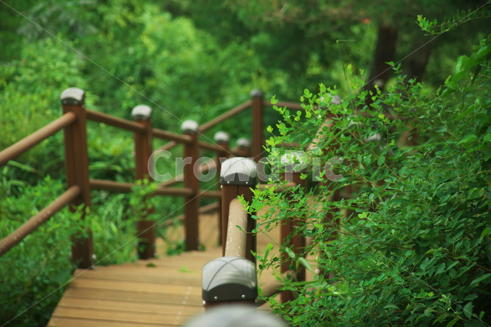 treetrunk,tree,plant,식물,나무,공원,공원길,산책,오후공원,풍경,꽃,계단,산책로,등산,등산계단