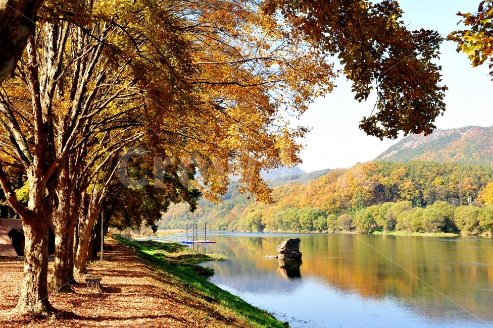송호리,캠핑장,여행,사진출사지,충북영동,가을,계절,fall,autumn,season,자연,풍경,nature,landscape,한국자연풍경,한국자연경관,korea nature landscape,식물,plants,나무,trees,wood,plant,tree,tree trunk,나무 줄기