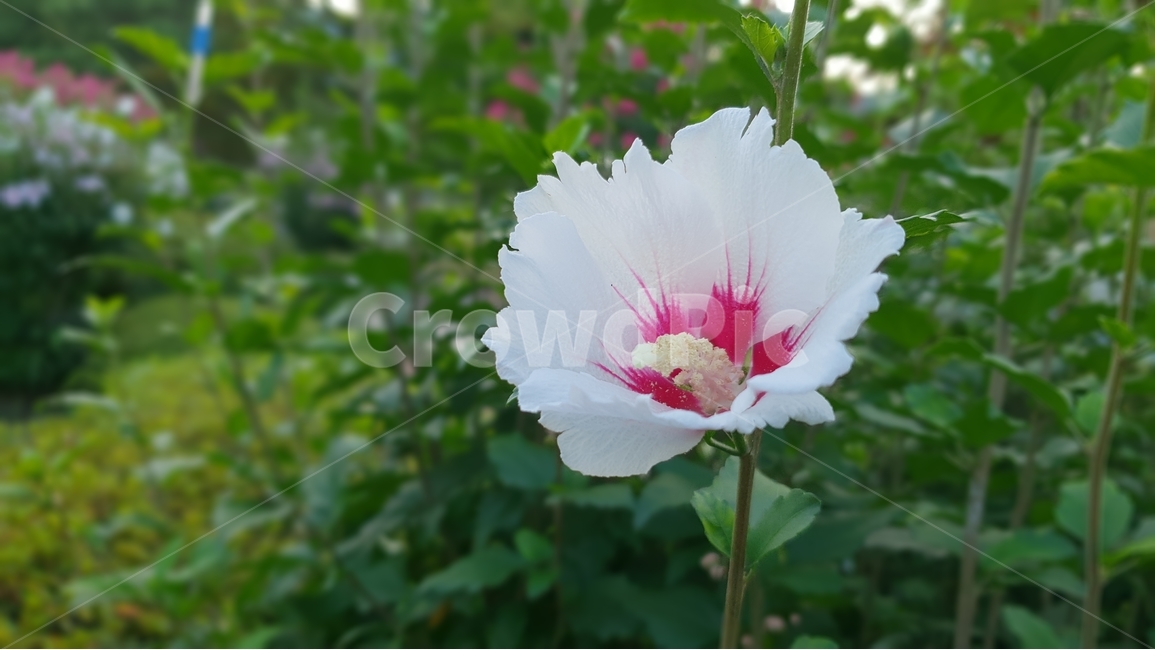 무궁화,식물,자연,꽃,여름,초록,한국,대표,나라꽃,green,nature,flower,국화,7월,8월,9월,대한민국,식물,자연,plants,nature,꽃,flower