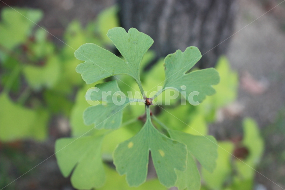 나뭇잎,자연,plant,nature,leaf