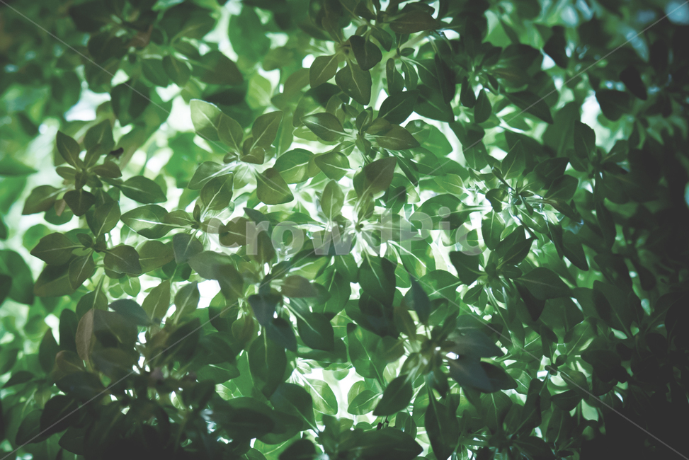 식물,빛,조명,바질,바질트리,식물,자연,plants,nature