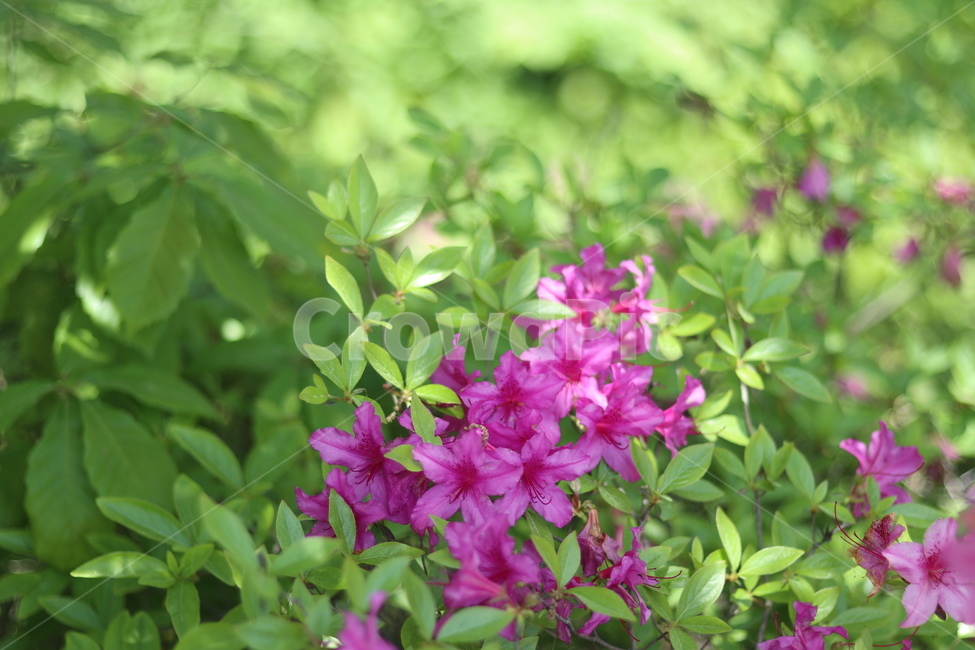 영산홍,핑크,빛,연두잎,따스함,식물,자연,plants,nature,꽃,flower