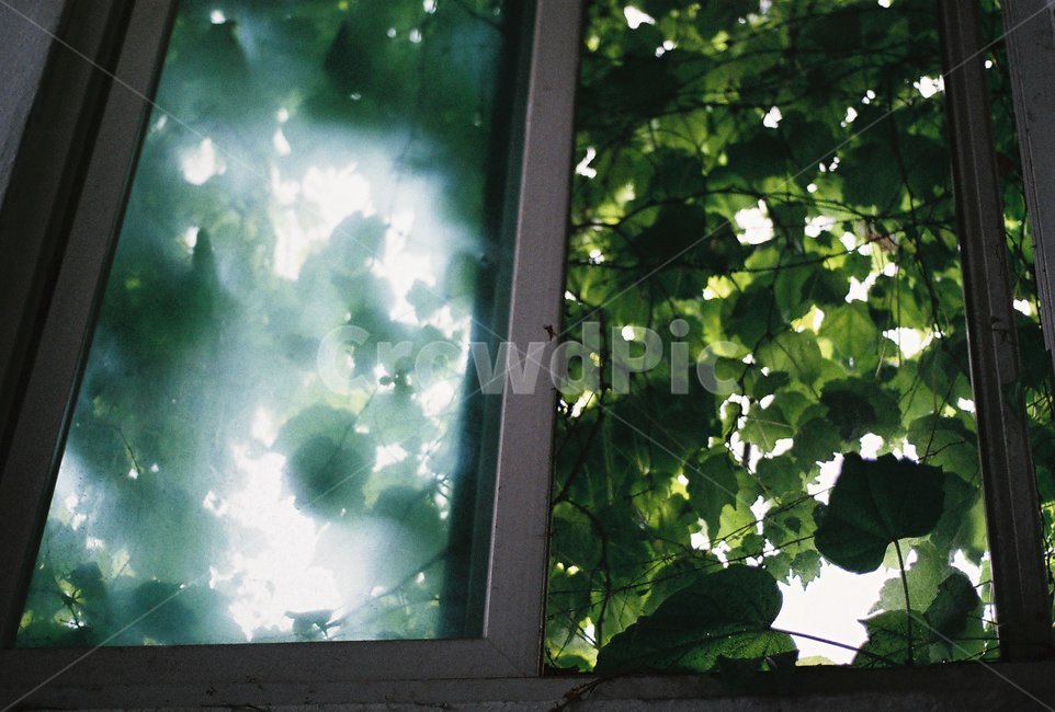 나무,식물,꽃,여름,창문,식물,자연,plants,nature