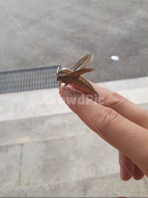 나방,손,벌레,손가락,곤충,동물,animal,곤충,벌레,insect,bug