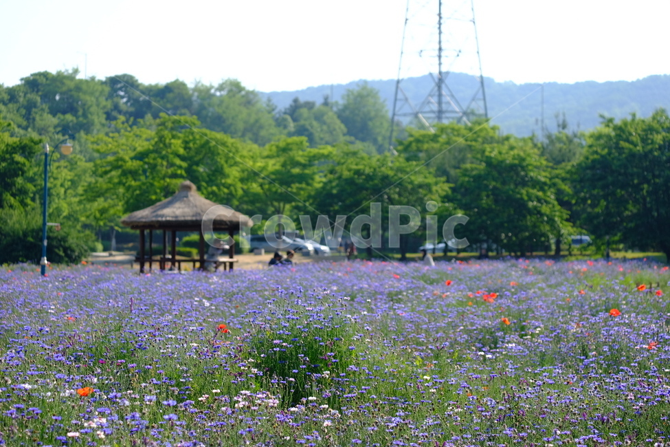 들꽃,꽃,야생화,flower,wildflower,꽃밭