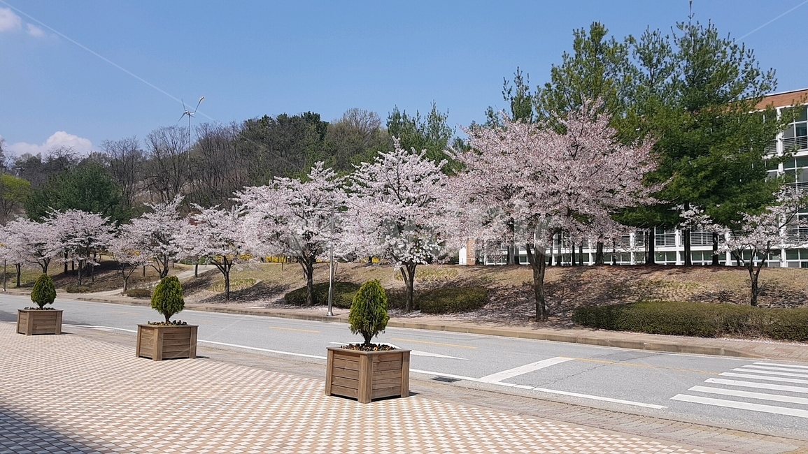 봄,봄꽃,벚꽃,풍경,개화,봄,계절,spring,season,plant,식물