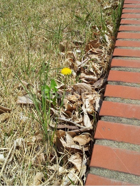 꽃,봄,민들레,잔디,자연,봄,계절,spring,season,식물,자연,plants,nature,꽃,flower,ground,바닥