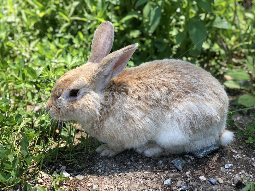 토끼,자연,야생토끼,초식동물,동물,동물,animal,포유류,mammal