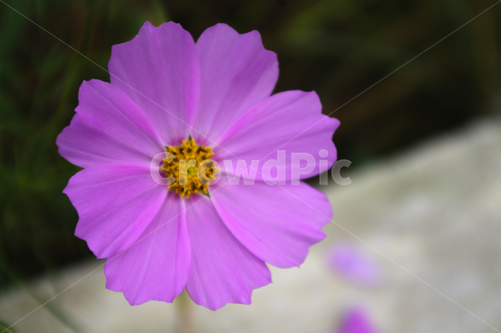 코스모스,꽃,flower,식물,plant,가을,계절,fall,autumn,season,식물,자연,plants,nature,꽃,flower,geranium,제라늄,blossom