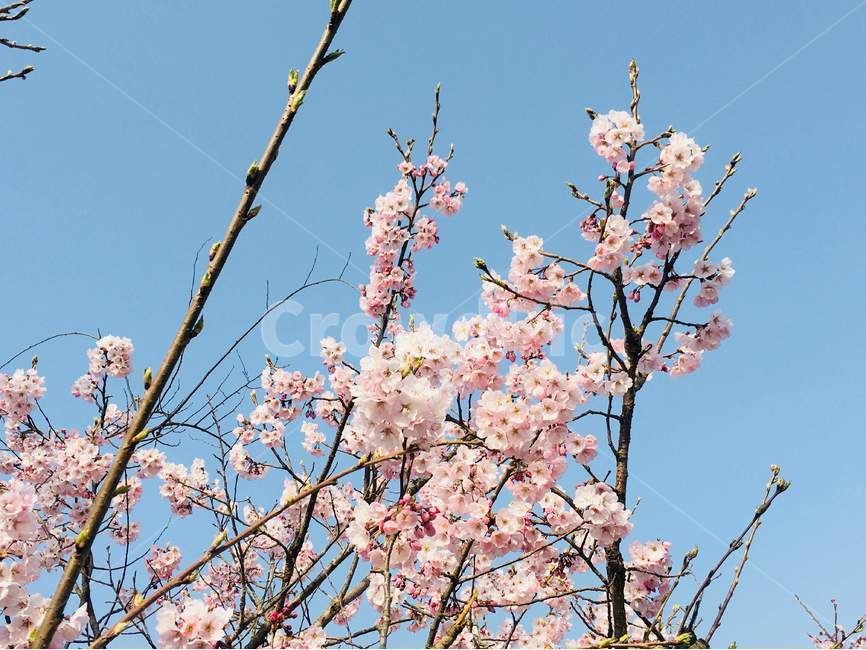 벚꽃,나무,봄,하늘,푸른,봄,계절,spring,season,식물,자연,plants,nature,꽃,flower,plant,blossom