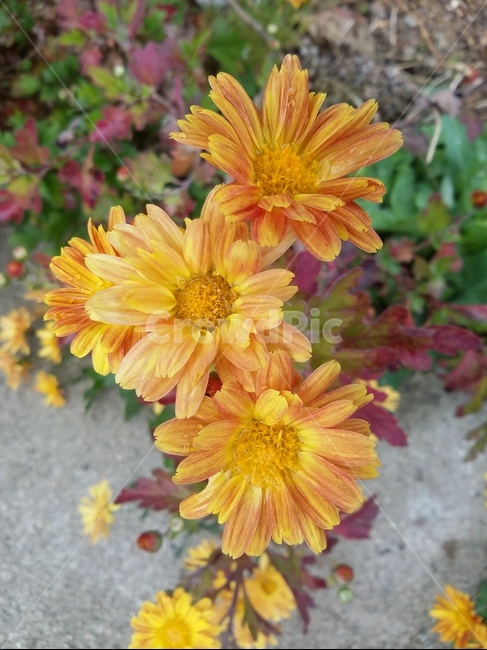 꽃,flower,식물,plant,자연,꽃잎,식물,자연,plants,nature,꽃,flower