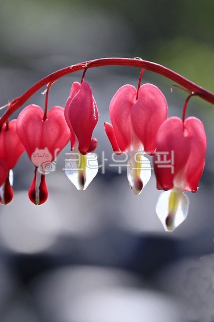 금낭화,댕기머리,봄꽃,식물,plant,flower