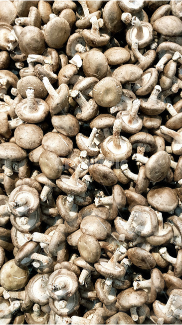 버섯,머쉬룸,느타리버섯,채소,느타리,버섯,mushroom,음식,식재료,요리,food,cook,meal,dishes,food reserves