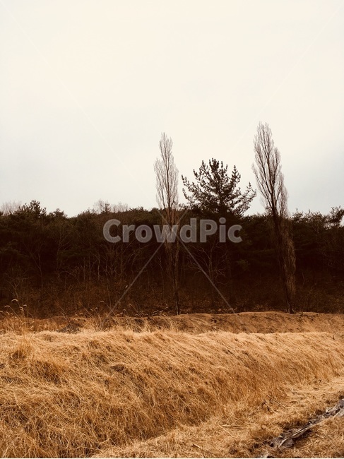 가을,갈색,갈대,산,나무,하늘,가을,계절,fall,autumn,season,자연,풍경,nature,landscape