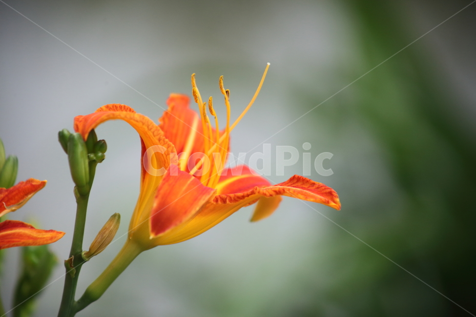 원추리,꽃,원추리꽃,여름,daylily,백합과,식물,자연,plants,nature,꽃,flower