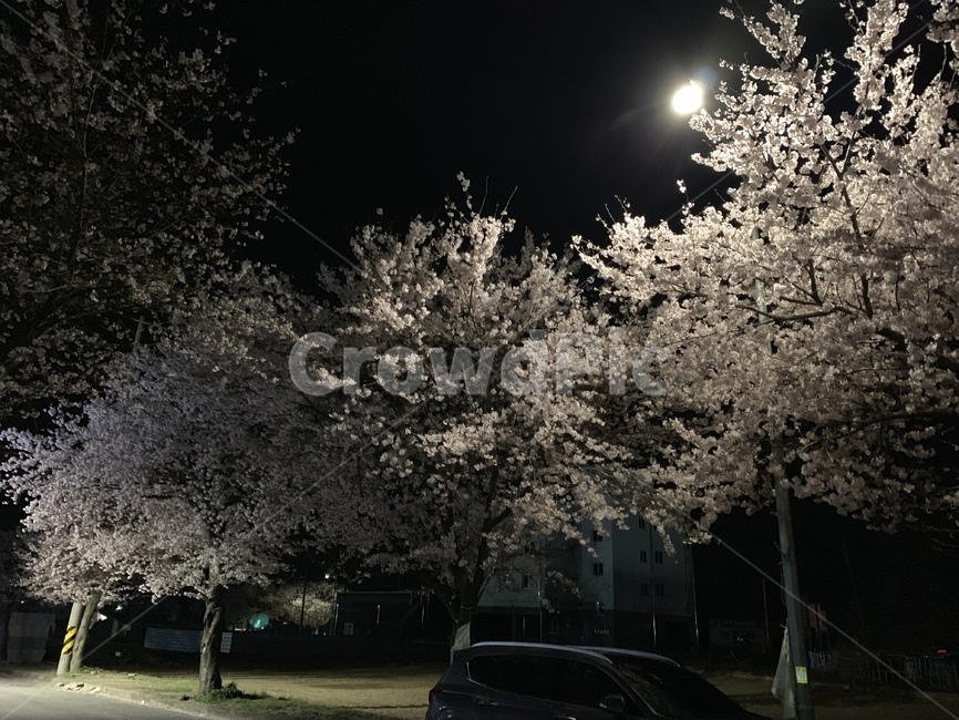 벛꽃,야경,가로등,밤,산책,봄,계절,spring,season,자연,풍경,nature,landscape,야경,밤,nightscape,night,car,차,vehicle,차량,transportation,교통,automobile,자동차,plant,식물