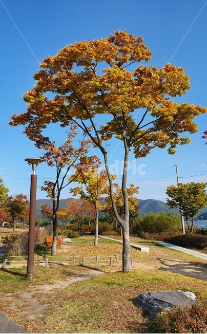 tree,가을나무,나무,가을,식물,plant,나무줄기,treetrunk,자연풍경,자연
