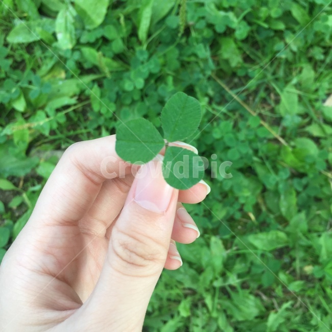 세잎클로버,클로버,clover,threeleafclover,잎,식물,plant