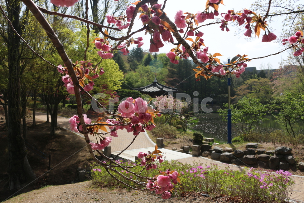 보문정,벚꽃,식물,겹벗꽃,정원,자연,풍경,nature,landscape,식물,plants,꽃,flower,plant,outdoors,옥외
