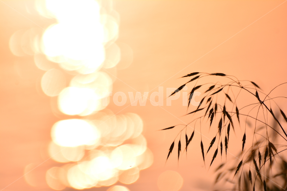 감성,보케,들꽃,강변,노을,파스텔톤,석양,해질무렵,sunset,riverside,flowers,아름다운,강물,물,water,햇빛,반사,feeling,emotion,sensible,landscape,야외,풍경,식물,야생화,들풀,오렌지색,그리움,추억,회상,빛망울,분위기,느낌,식물,자연,plants,nature,휴식,힐링,rest,relaxation,healing