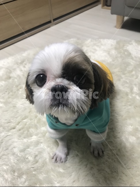 강아지,개,동물,시추,시츄,애견,애완동물,펫,반려견