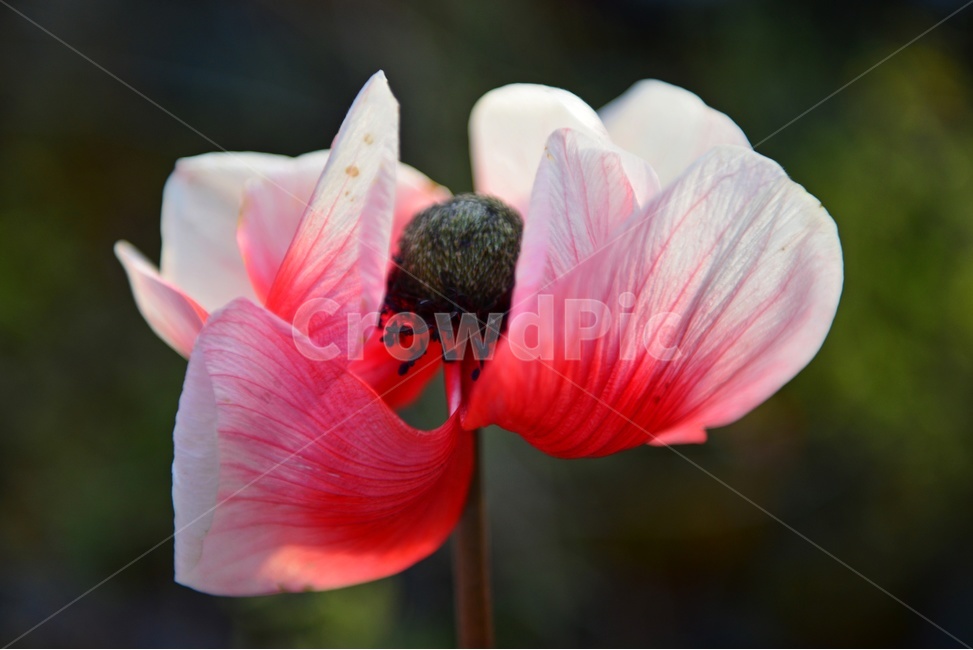 blossom,plant,식물,flower,꽃,봄꽃,공원,빨간꽃,꽃봉우리,아네모네,pollen,식물,자연,plants,nature,꽃,flower