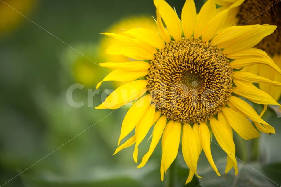 해바라기,sunflower,감성,꽃,plant,식물,식물,자연,plants,nature,꽃,flower