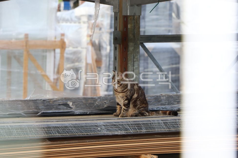 공사장,고양이,동물,귀여움,외로움