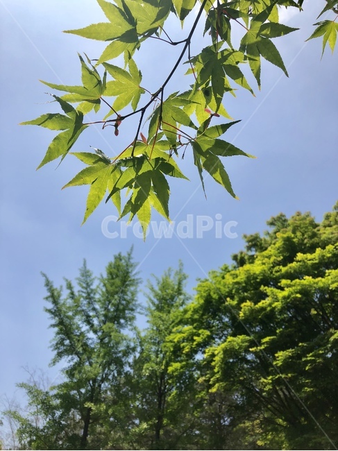 단풍나무,단풍,단풍잎,초록,녹색,식물,자연,plants,nature