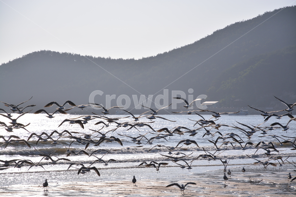 바닷가,갈매기,해변,새,풍경,해변,바다,beach,sea,동물,animal,조류,새,birds