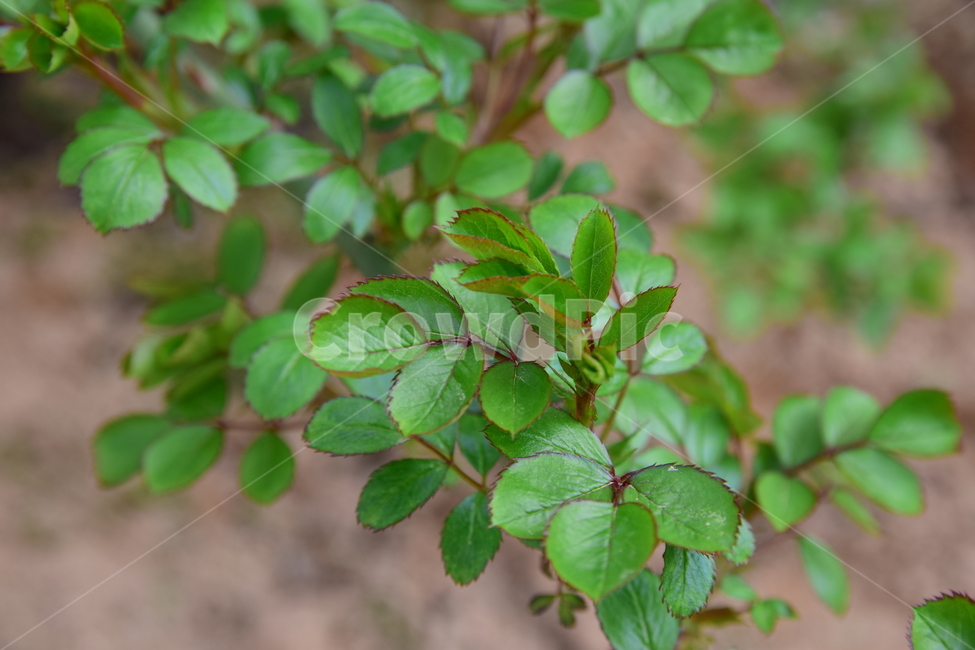장미,잎파리,나무잎,덩쿨,가시,잎,나무,그린,녹색,식물,자연,leaves,leaf,thorn,green,plants,nature,stem,줄기