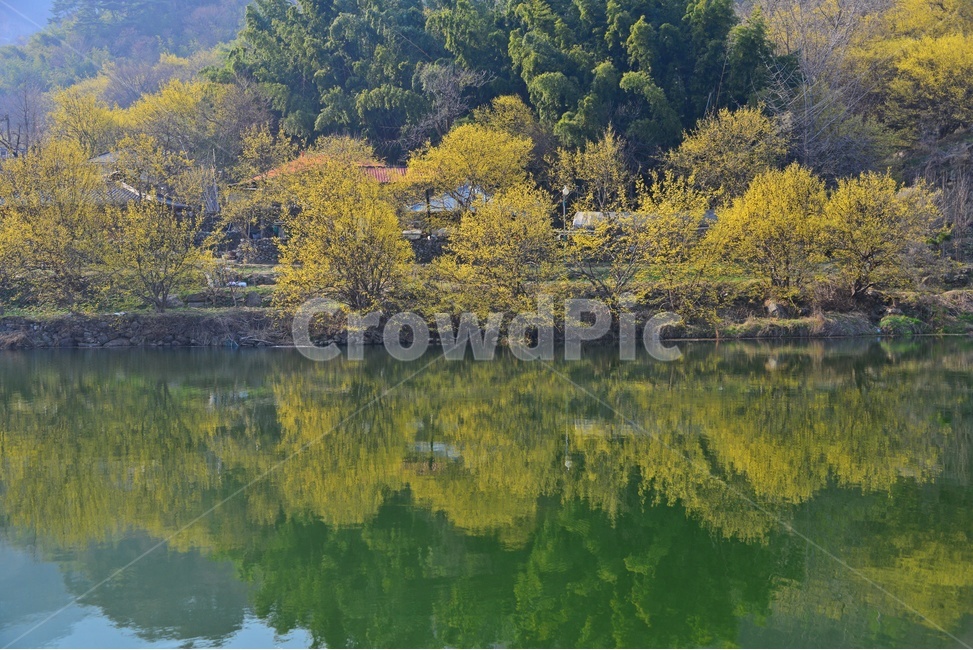 nature,자연,landscape,경치,outdoors,옥외,scenery,풍경,구례,산동,산수유마을,산수유,산수유축제,현천마을,연못,반영