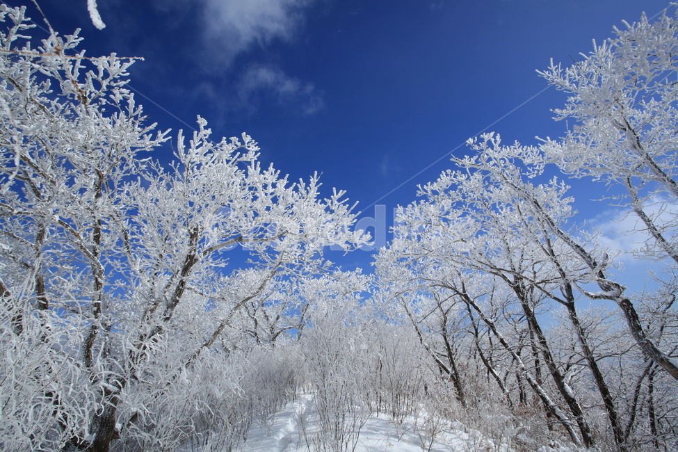 상고대,눈꽃,겨울,하얀눈,겨울산행,겨울,계절,winter,season,자연,풍경,nature,landscape,식물,plants,나무,trees,wood,outdoors,옥외