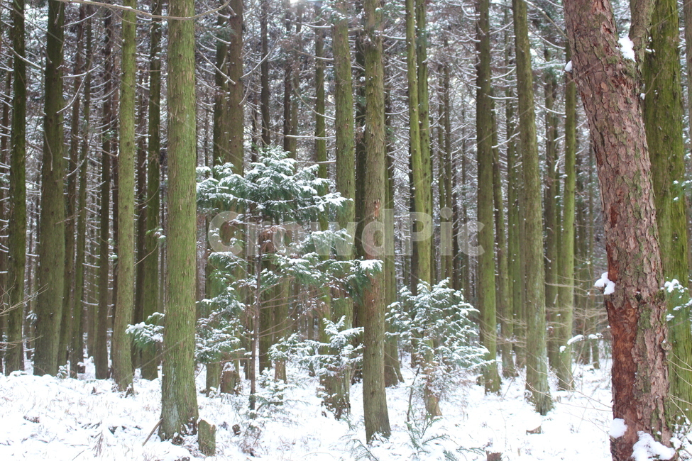 겨울,숲,눈,눈쌓인나무,초록,흰색,겨울,계절,winter,season,자연,풍경,nature,landscape,vegetation,초목,plant,식물,land,땅,forest,woodland,삼림지,outdoors,옥외,tree,나무,grove,작은 숲