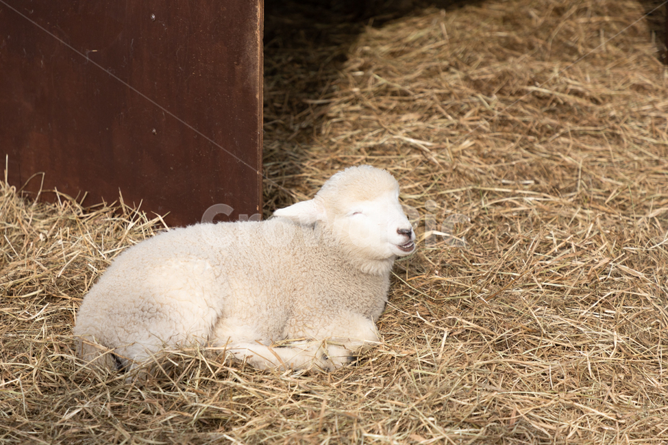 양,웃음,동물,새끼양,sheep,lamb,animal,미소,smile,동물,animal,포유류,mammal
