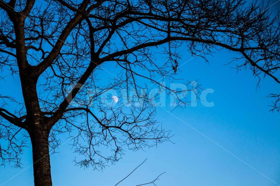 달,나무,나무가지,하늘,낮,식물,자연,plants,nature,야경,밤,풍경,nightscape,night,landscape,tree,plant,tree trunk,나무 줄기