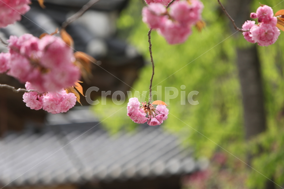 순천,선암사,만첩왕벚,겹벚꽃,벚꽃,봄,사찰,왕벚꽃,봄,계절,spring,season,식물,자연,plants,nature,꽃,flower,plant