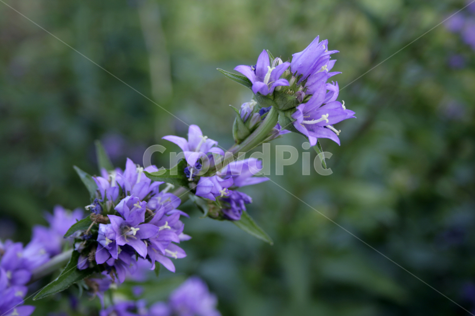 자주꽃방망이,식물,flower,plants,nature,꽃,꽃봉오리,식물,자연,plants,nature,꽃,flower