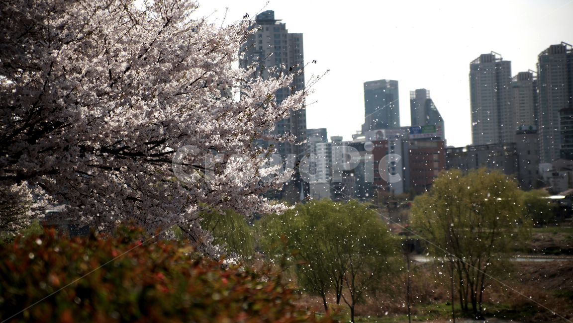 벚꽃놀이,벚꽃,벚꽃잎,바람,나무,도심속,봄,계절,spring,season,plant,식물