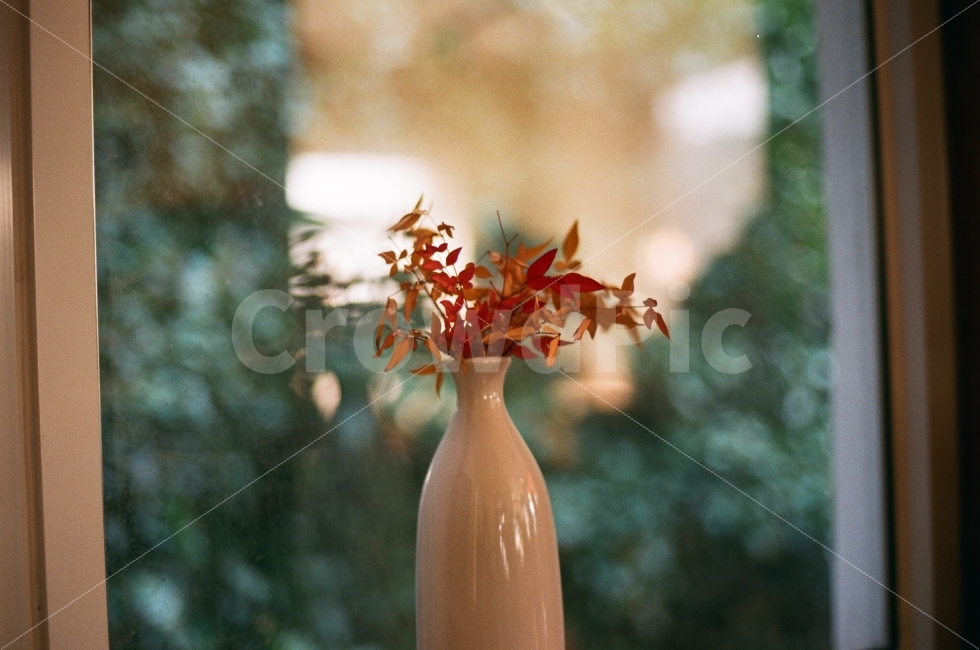 부산,카페,가을,색감,햇빛,니콘,필름,카메라,가을,계절,fall,autumn,season,식물,자연,plants,nature,실내용화초,화분,화초,house plant,감성,sensible,feeling,pottery,도기류,vase,병 장식,jar,항아리,plant,flower,꽃,ikebana,이케 바나,art,미술,ornament,장식,flower arrangement,꽃꽂이,blossom
